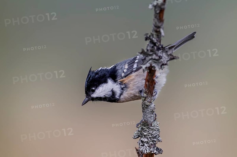 Fir tits (Periparus ater) are small, lively acrobats, Sweden
