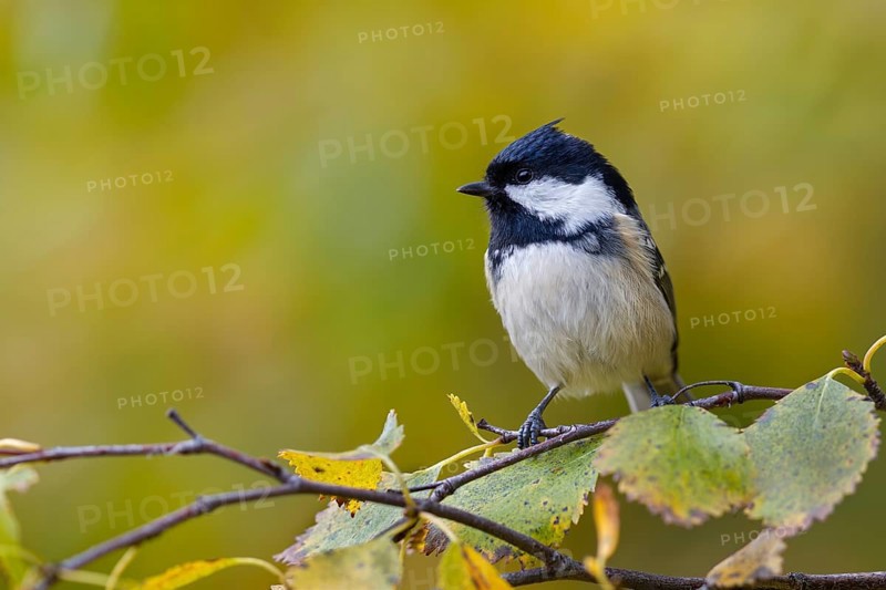 Fir tit (Periparus ater) in an autumnal setting, autumn colours, Sweden