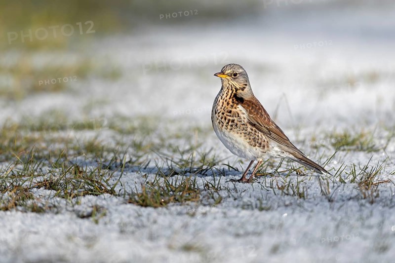 Wood Thrush (Turdus pilaris) in Schleswig-Holstein, winter, snow, foraging, Germany