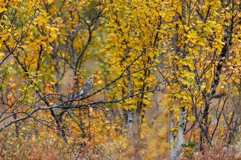 Fieldfare (Turdus pilaris) in autumn in Norway, autumn colours, landscape, Norway