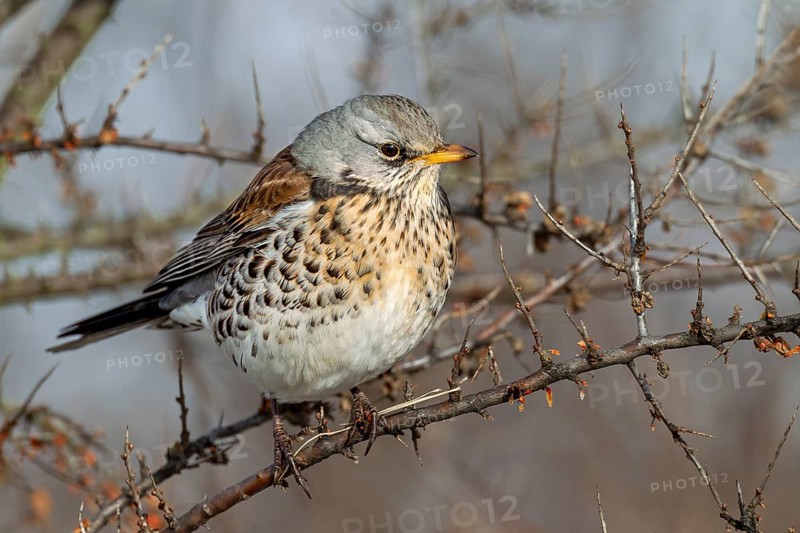 Wood Thrush (Turdus pilaris) on autumn migration, foraging, Germany