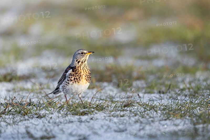 In spite of the snow, a wood thrush (Turdus pilaris) searches for food in a meadow, winter, snow, foraging, Germany