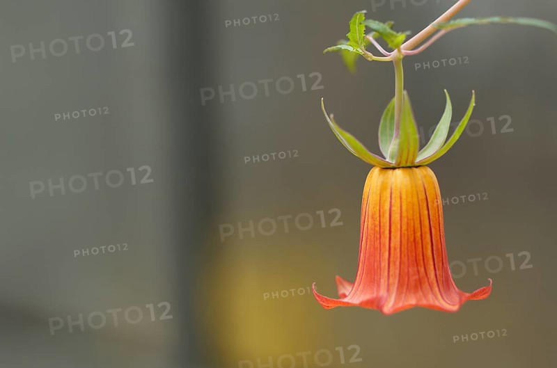 Close-up, Canary bellflower (Canarina canariensis) Greenhouse, Wilhelma, Zoological-Botanical Garden, Stuttgart, Baden-WÃ¼rttemberg, Germany