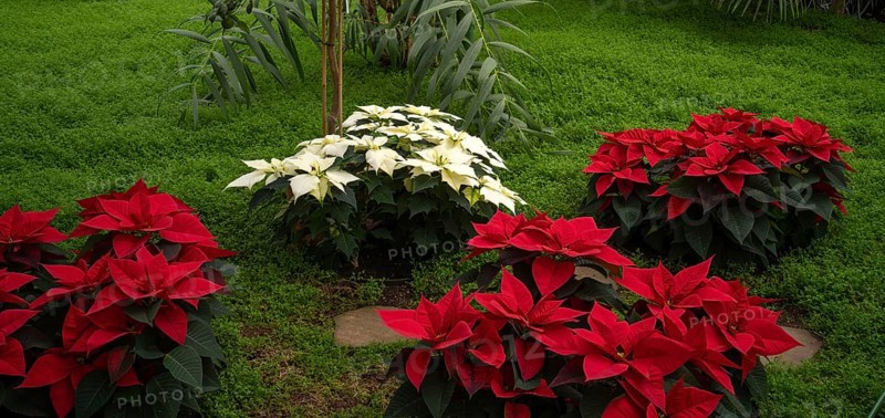 Red and white blossoms of poinsettia, flower, (Euphorbia pucherrima) Greenhouse, Wilhelma, Zoological-Botanical Garden, Stuttgart, Baden-WÃ¼rttemberg, Germany