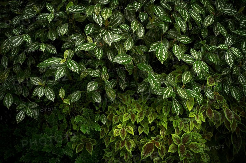 Leaves of the cannon flower (Pilea cadierei, above and Pilea invcolucrata below) Greenhouse, Wilhelma, Zoological-Botanical Garden, Stuttgart, Baden-WÃ¼rttemberg, Germany