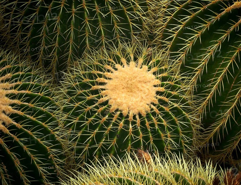 Golden globe cactus (Giant Barrel Cactus platyacanthus) also mother-in-law cactus, cactus house, greenhouse, Wilhelma, Zoological-Botanical Garden, graphic, abstract, Stuttgart, Baden-WÃ¼rttemberg, Germany
