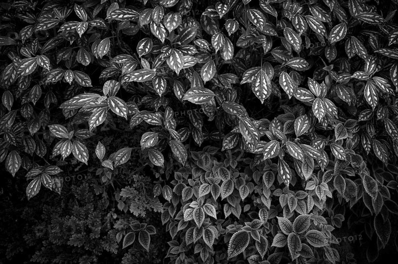 Leaves of the cannon flower (Pilea cadierei, above and Pilea invcolucrata below) Greenhouse, Wilhelma, Zoological-Botanical Garden, black and white, Stuttgart, Baden-WÃ¼rttemberg, Germany