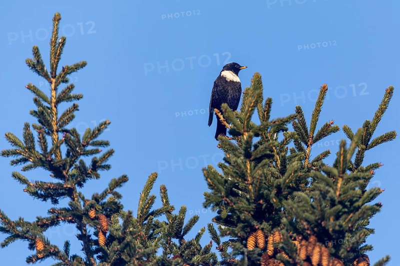 The observation of a male ring ouzel (Turdus torquatus) in Denmark is a big surprise for me, perching station, Denmark