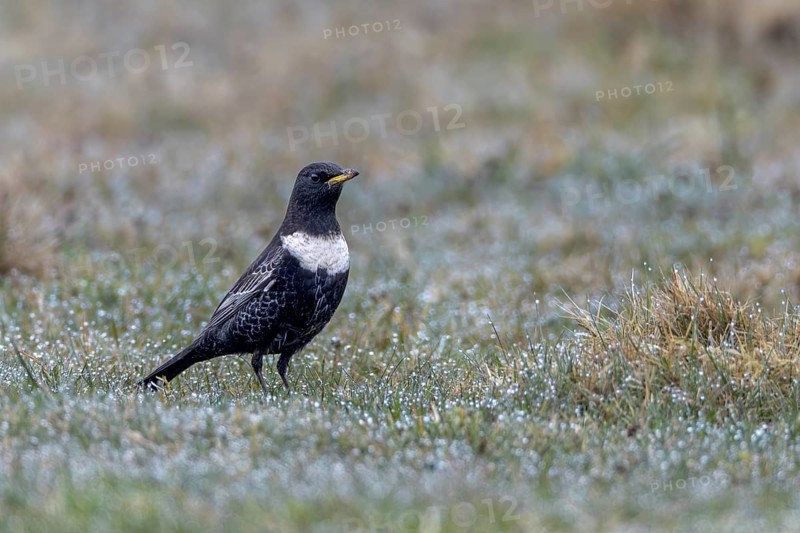 During their spring migration, ring ouzels (Turdus torquatus) can be easily observed on the Danish North Sea coast, Denmark