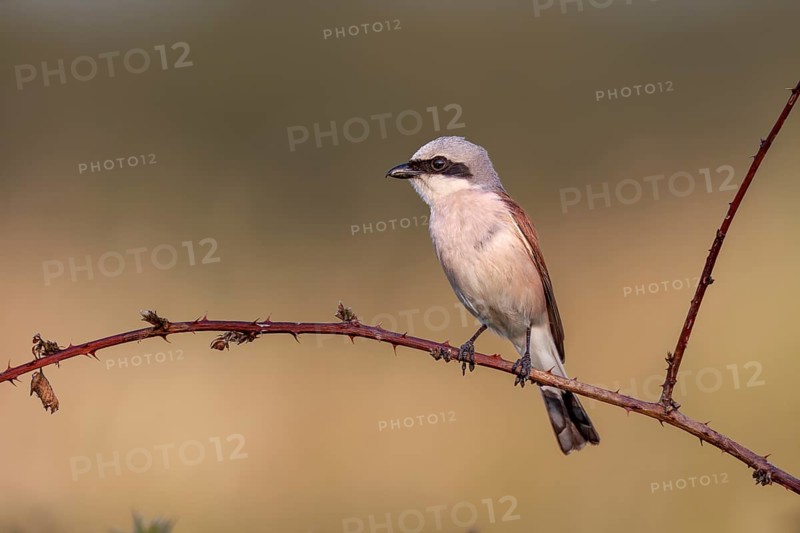 Red-backed shrike (Lanius collurio) male in the evening light on a perch, Jagdwarte, Germany