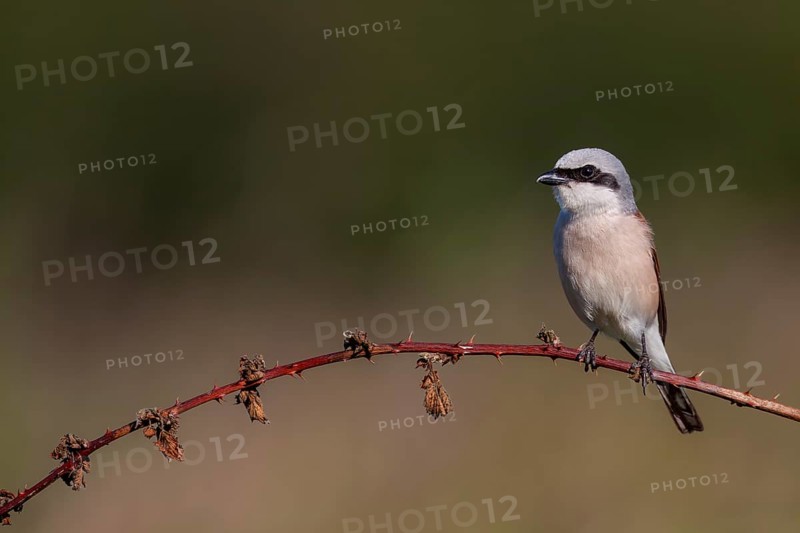 Red-backed shrike (Lanius collurio) Male uses a bramble vine as a perch, hunting lodge, Germany