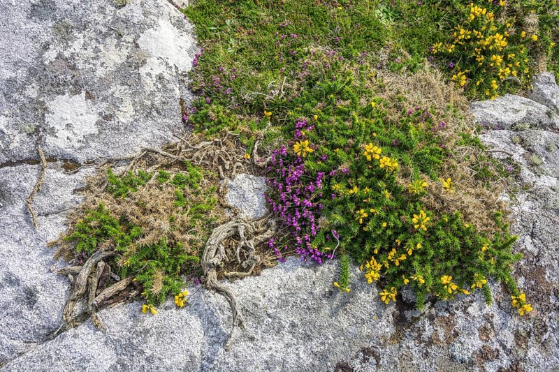 Blooming broom and granite rock, Roundstone, County Galway, Ireland