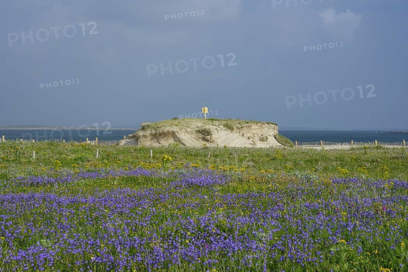 Blue bluebells and sand dune at Gurteen Beach, Roundstone, County Galway, Ireland