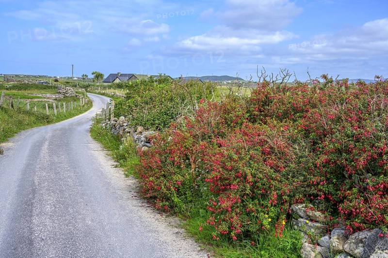 Fuchsia hedges on Omey Island, Cloon, Sillerna, County Galway, Ireland