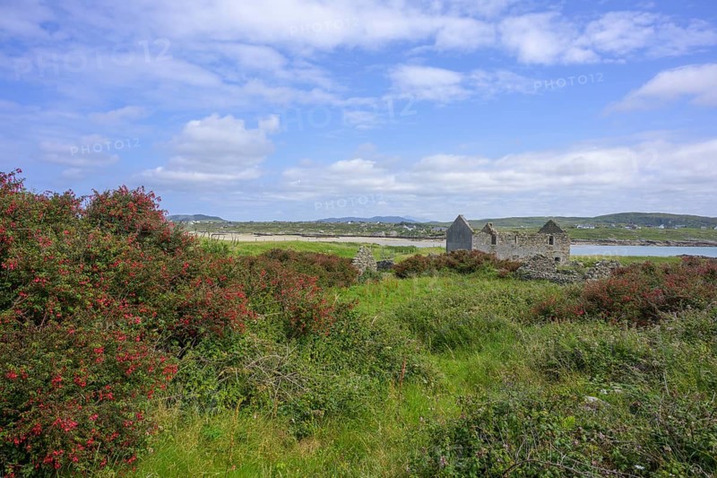 Fuchsia hedges and house ruins on Omey Island, Cloon, Sillerna, County Galway, Ireland