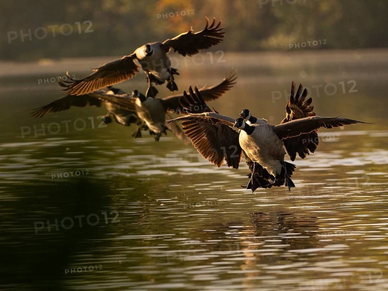 A squad of Canada geese landing at sunset, Ãœmminger See, Bochum, North Rhine-Westphalia, Germany
