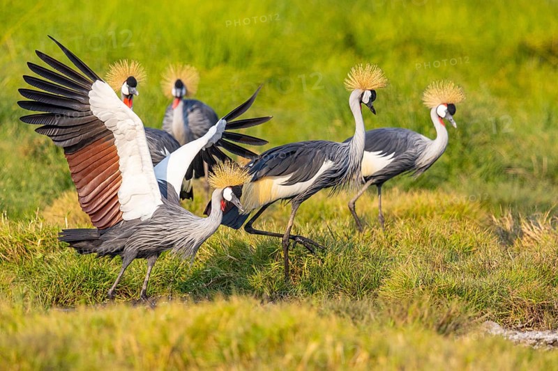 Crowned Crane (Balearica regulorum) courtship behavier South Luangwa NP Zambia August