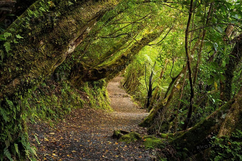 Hiking trail in the forest near Lake Rotopounamu. Waikato Region, North Island, New Zealand