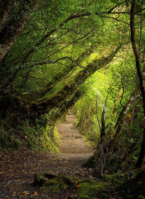 Hiking trail in the forest near Lake Rotopounamu. Waikato Region, North Island, New Zealand