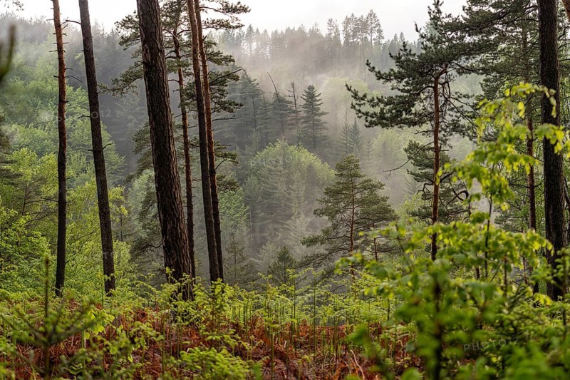 Fog in the forest of Bohemian Switzerland National Park near HÅ™ensko, Czech Republic