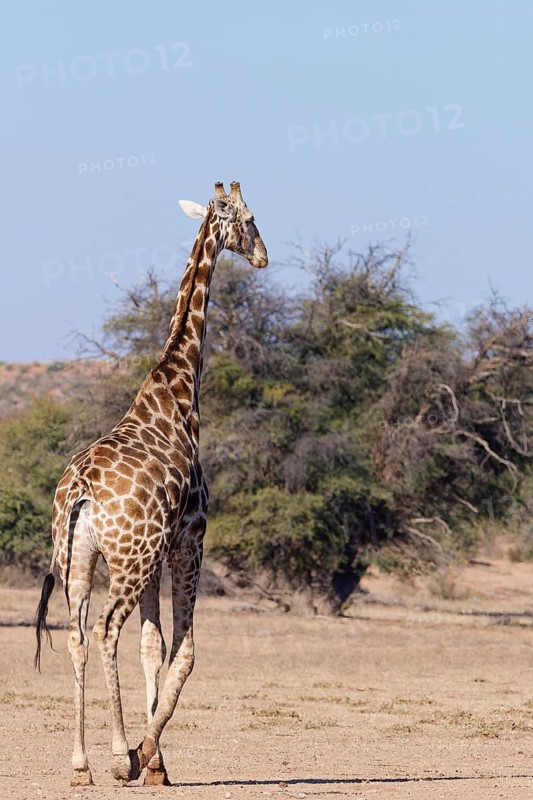 South African giraffe (Giraffa camelopardalis giraffa), adult male, walking in the dry Auob riverbed, Kgalagadi Transfrontier Park, Northern Cape, South Africa