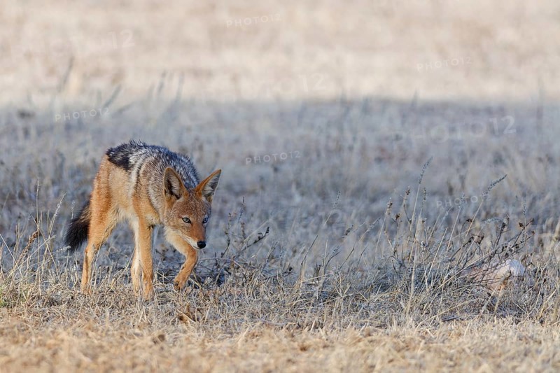 Black-backed jackal (Lupulella mesomelas), walking in the dry grass, savanna, Kgalagadi Transfrontier Park, Northern Cape, South Africa