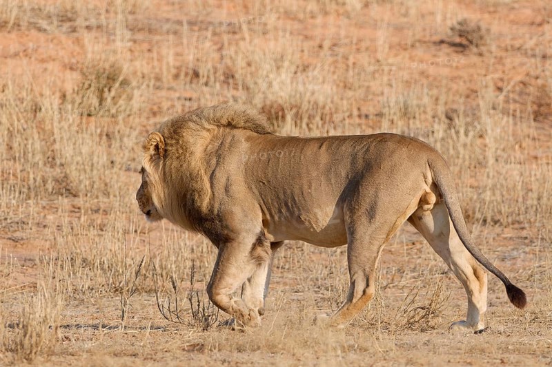 African lion (Panthera leo), adult male walking in dry grass, savanna, Kgalagadi Transfrontier Park, Northern Cape, South Africa