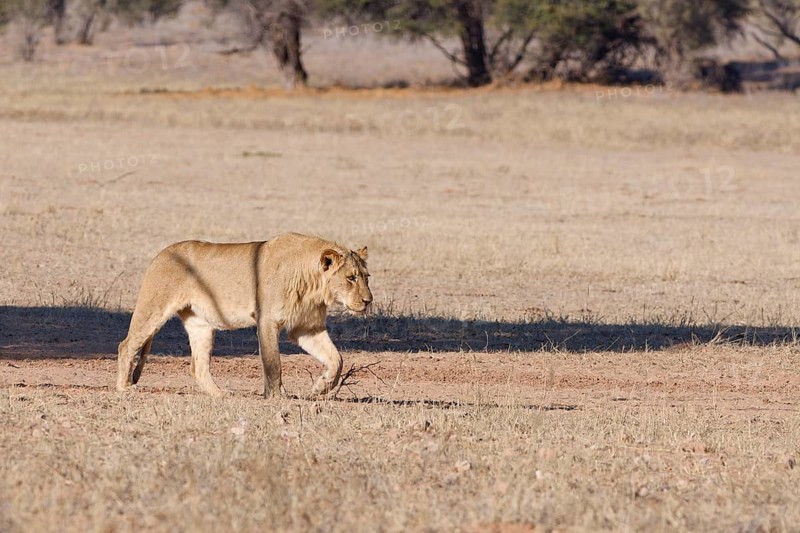 African lion (Panthera leo), adult male, walking in the grass of the dry Auob riverbed, Kgalagadi Transfrontier Park, Northern Cape, South Africa