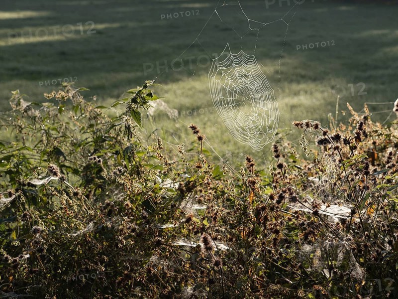 Spider web in morning dew, North Rhine-Westphalia, Germany