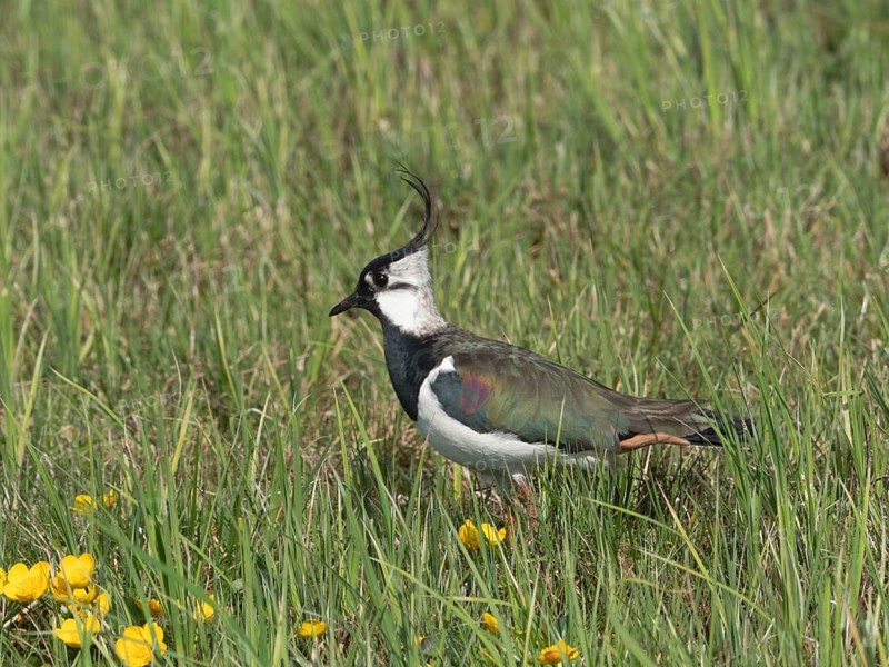 Lapwing (Vanellus vanellus) foraging in a meadow, North Rhine-Westphalia, Germany
