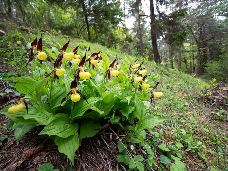 Group Yellow lady's slipper orchid (Cypripedium calceolus), Teutoburg Forest, North Rhine-Westphalia, Germany