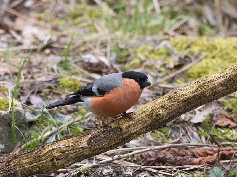 Bullfinch or bullfinch (Pyrrhula pyrrhula), male on a branch, North Rhine-Westphalia, Germany