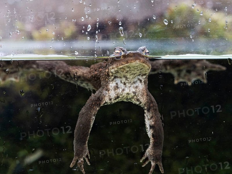 Toad (Bufo bufo) in a water basin, North Rhine-Westphalia, Germany