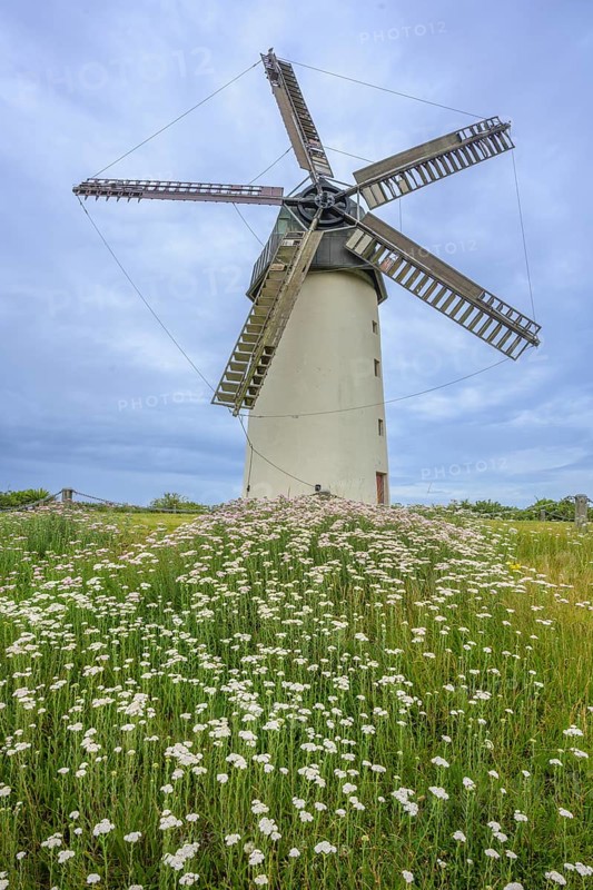 Common yarrow (Achillea millefolium) and the great windmill, Skerries, County Dublin, Ireland