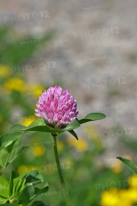 Meadow clover, red clover (Trifolium pratense), flower in a meadow, medicinal herb, Wilnsdorf, North Rhine-Westphalia, Germany