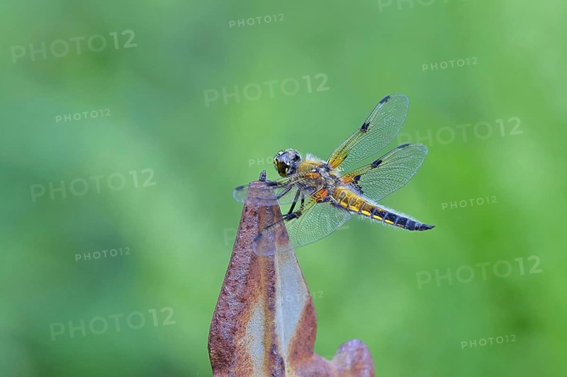 Four-spot (Libellula quadrimaculata), family of dragonflies (Libellulidae), male sitting on a fence top in the garden, close-up, Wilnsdorf, North Rhine-Westphalia, Germany