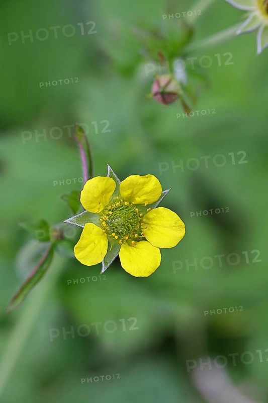 Wood avens (Geum urbanum), Benediktenwurzel, Buschnelkenwurzel, Heil aller Welt, Mannskraftwurzel, MÃ¤rzwurz, Mauernelkenwurzel, Nagelwurzel, Nardenwurzel, Weinwurzel, BlÃ¼te an einem Waldweg, Heilkraut, Nahaufnahme, Wilnsdorf, North Rhine-Westphalia, Germany