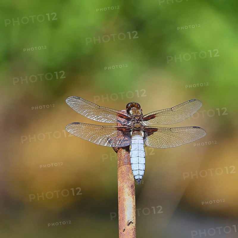 Flat-bellied dragonfly (Libellula depressa), family of damselflies (Libellulidae), male sitting on a fence top in the garden, close-up, Wilnsdorf, North Rhine-Westphalia, Germany