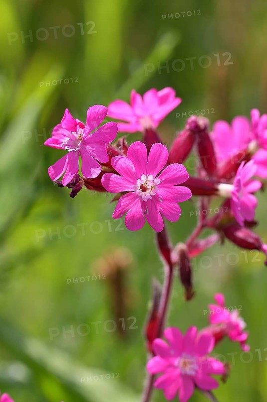 Red campion (Silene dioica), close-up of a flower in a meadow, Wilnsdorf, North Rhine-Westphalia, Germany