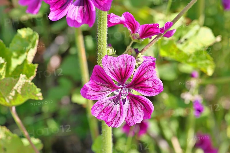 Common mallow (Malva sylvestris), flower in a meadow, medicinal plant, aromatic plant, medicinal use, Wilnsdorf, North Rhine-Westphalia, Germany