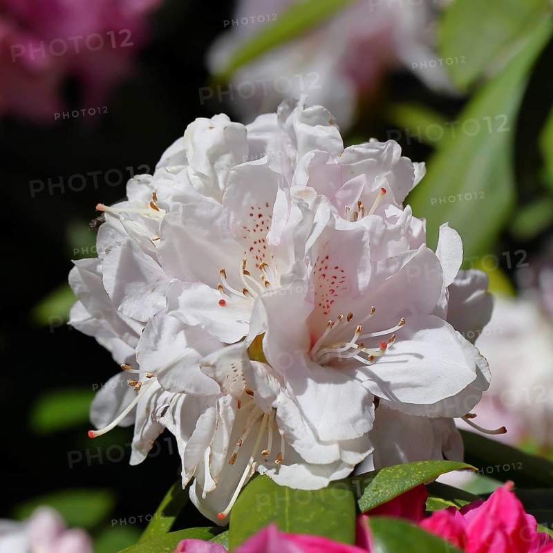 Rhododendron flowers (Rhododendron Homer), white flowers, in a garden, Wilnsdorf, North Rhine-Westphalia, Germany