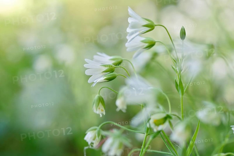 Greater stitchwort (Rabelera holostea, synonym: Stellaria holostea L.), backlit flowers, Peene Valley nature park Park, Mecklenburg-Western Pomerania, Germany