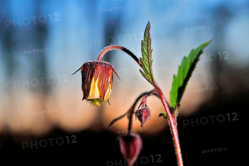 Brooklime (Geum rivale), flowering in the evening light, Peene Valley nature park Park, Mecklenburg-Western Pomerania, Germany