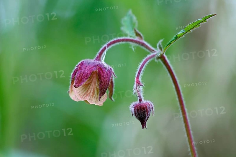 Brooklime (Geum rivale), flowering in the morning light, Peene Valley nature park Park, Mecklenburg-Western Pomerania, Germany