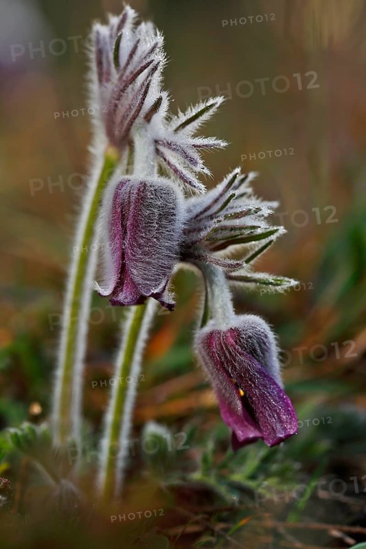 Meadow Pasque Flower, Meadow Pasque Flower, Black Pasque Flower (Pulsatilla pratensis), flower in the morning with dewdrops, Peene Valley nature park Park, Mecklenburg-Western Pomerania, Germany