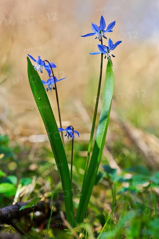 Siberian squill (Scilla siberica), backlit flower, Peene Valley nature park Park, Mecklenburg-Western Pomerania, Germany