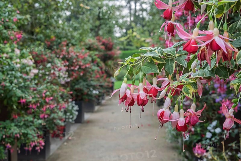 Fuchsienschau Kreislehrgarten, Burgsteinfurt, Steinfurt, MÃ¼nsterland, North Rhine-Westphalia, Germany