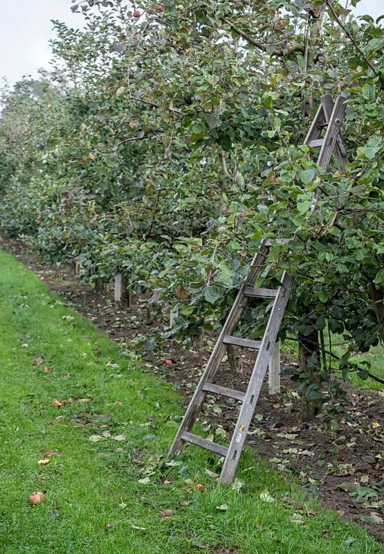 Ladder on a harvested apple tree, North Rhine-Westphalia, Germany