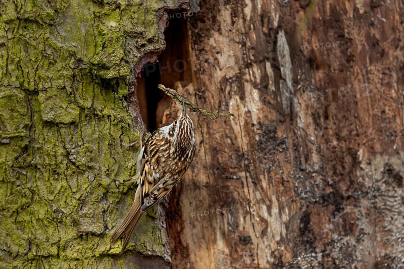 The woodcreeper (Certhia familiaris) uses tree bark, small twigs, fur remnants and feathers as nesting material, breeding site, Denmark