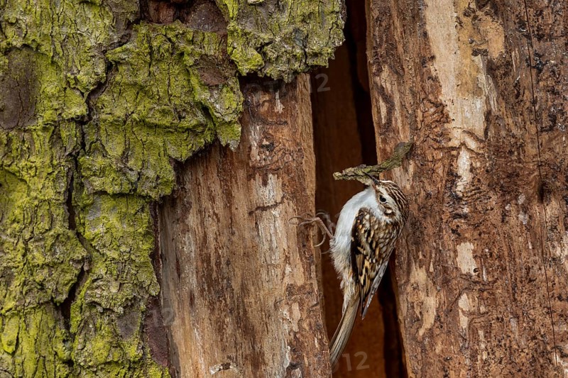 The woodcreeper pair (Certhia familiaris) tirelessly collects nesting material for nest building, breeding site, Denmark